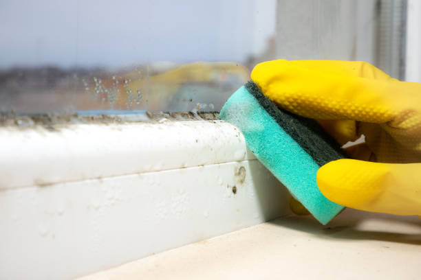 Professional Mold Removal in Jessup, PA